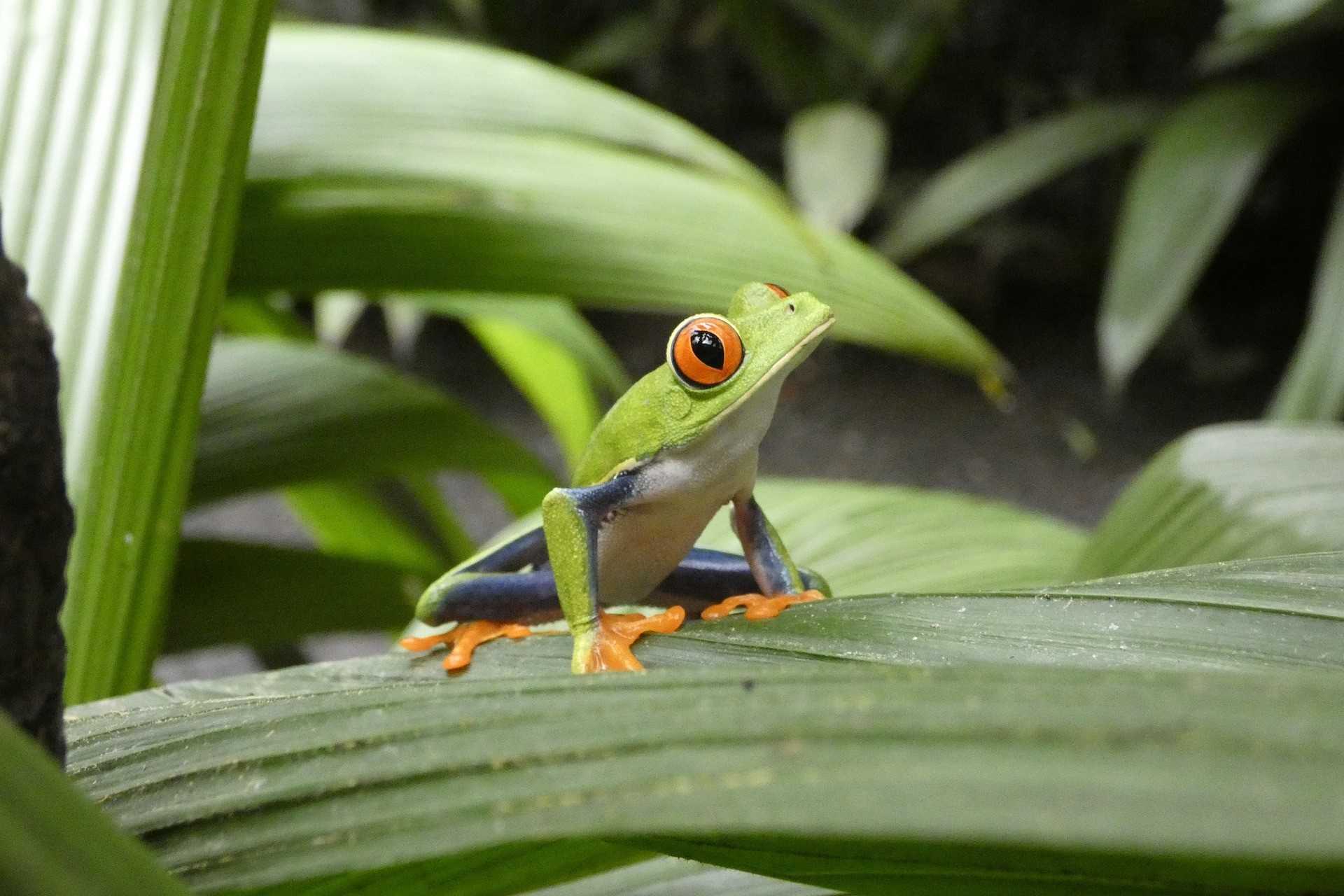 costa rica 1